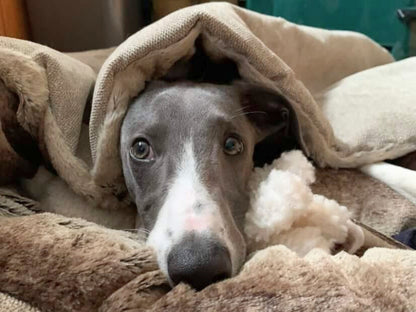 Dog peeking out from under a cocoon bed