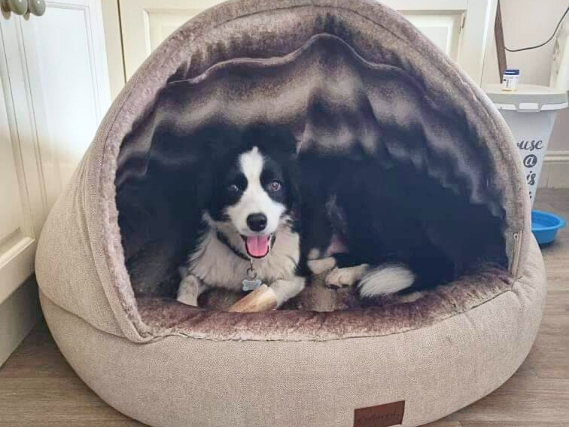 Border Collie relaxing inside a beige deluxe cocoon dog bed.