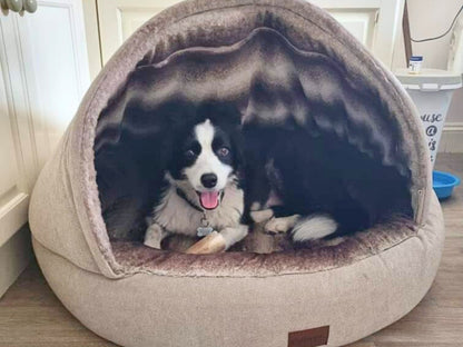 Border Collie relaxing inside a beige deluxe cocoon dog bed.