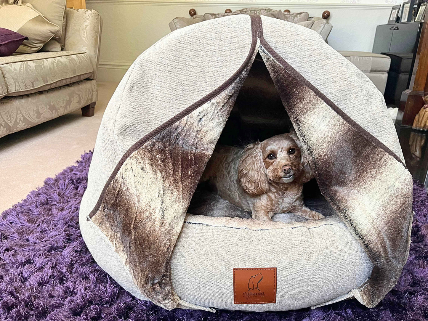 Cockapoo resting in a beige deluxe cocoon dog bed on a purple rug