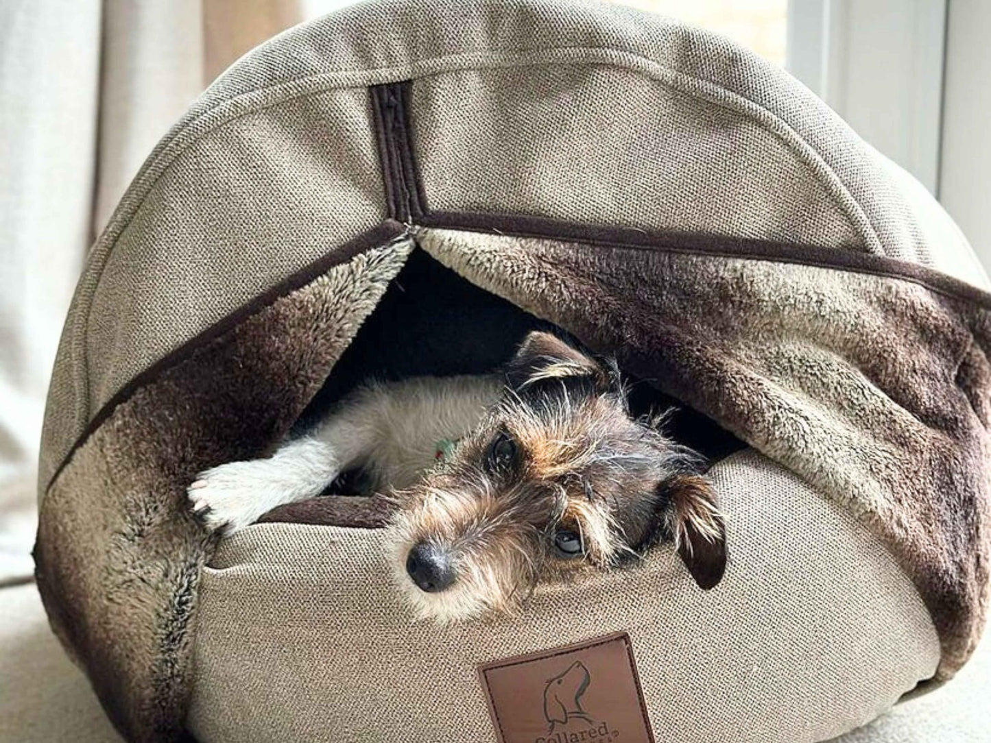 Jack Russell terrier peeking out of a beige deluxe cocoon dog bed.