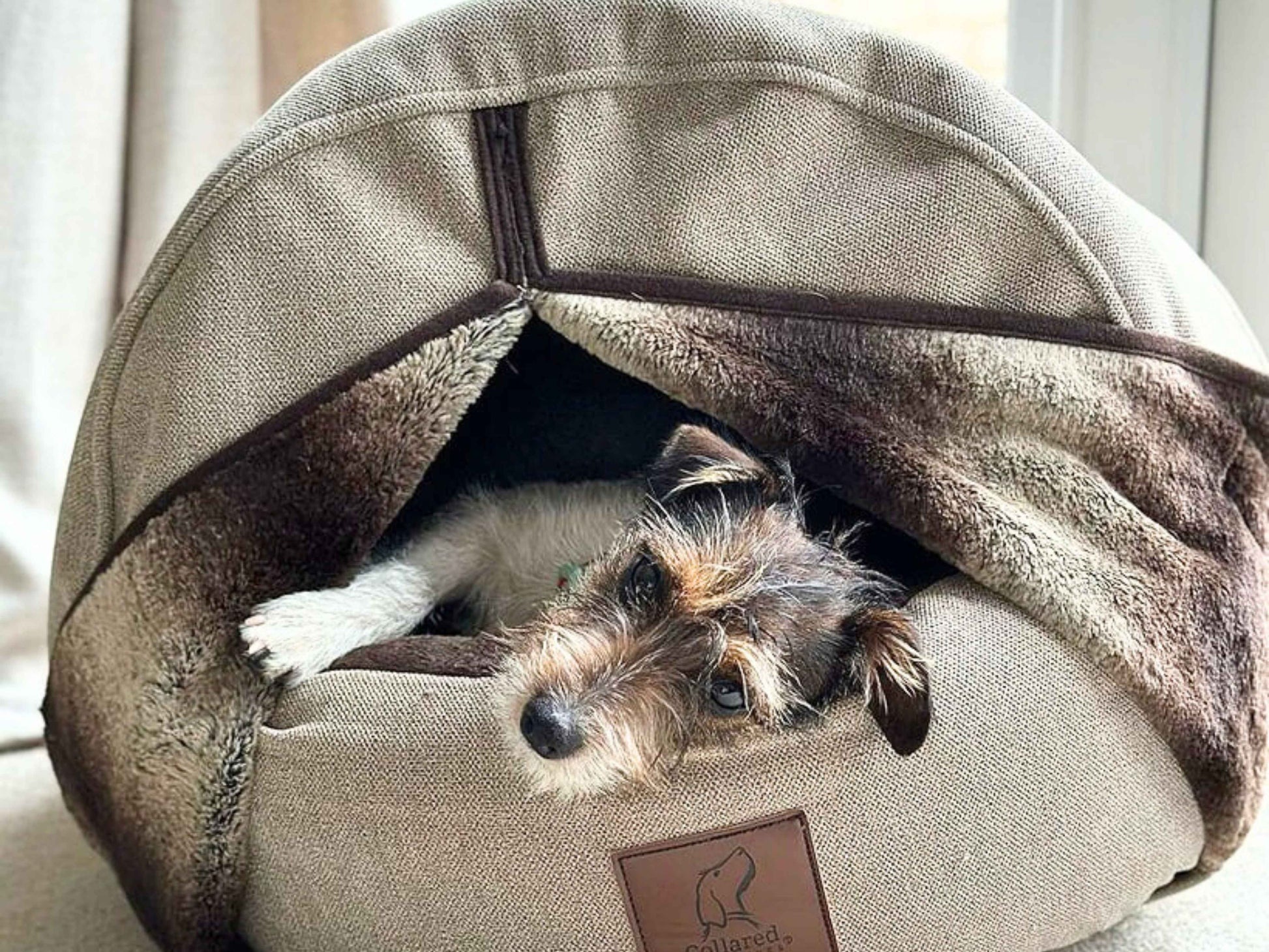 Jack Russell terrier peeking out of a beige deluxe cocoon dog bed.
