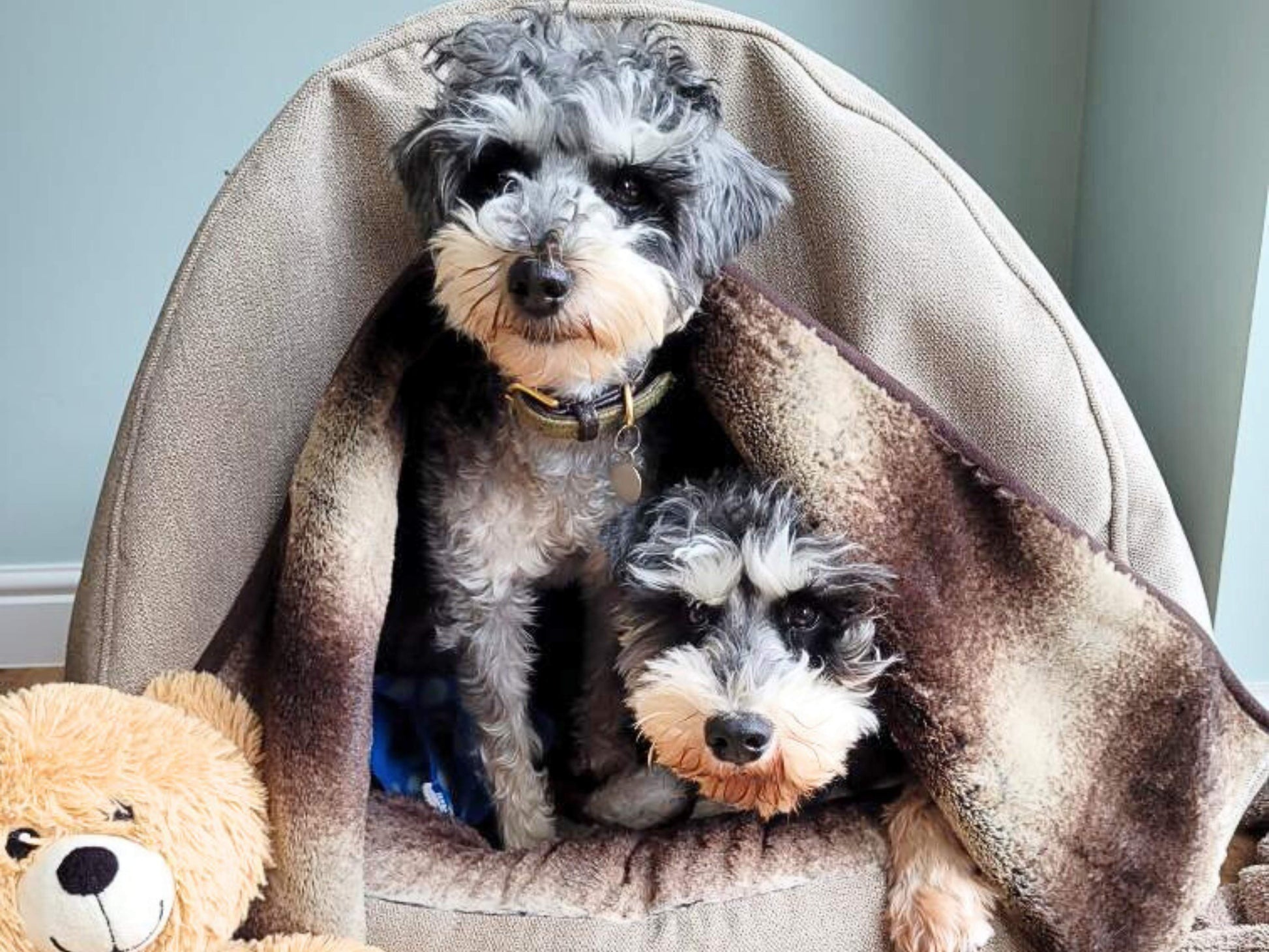 Two Schnauzers sharing a beige deluxe cocoon dog bed.