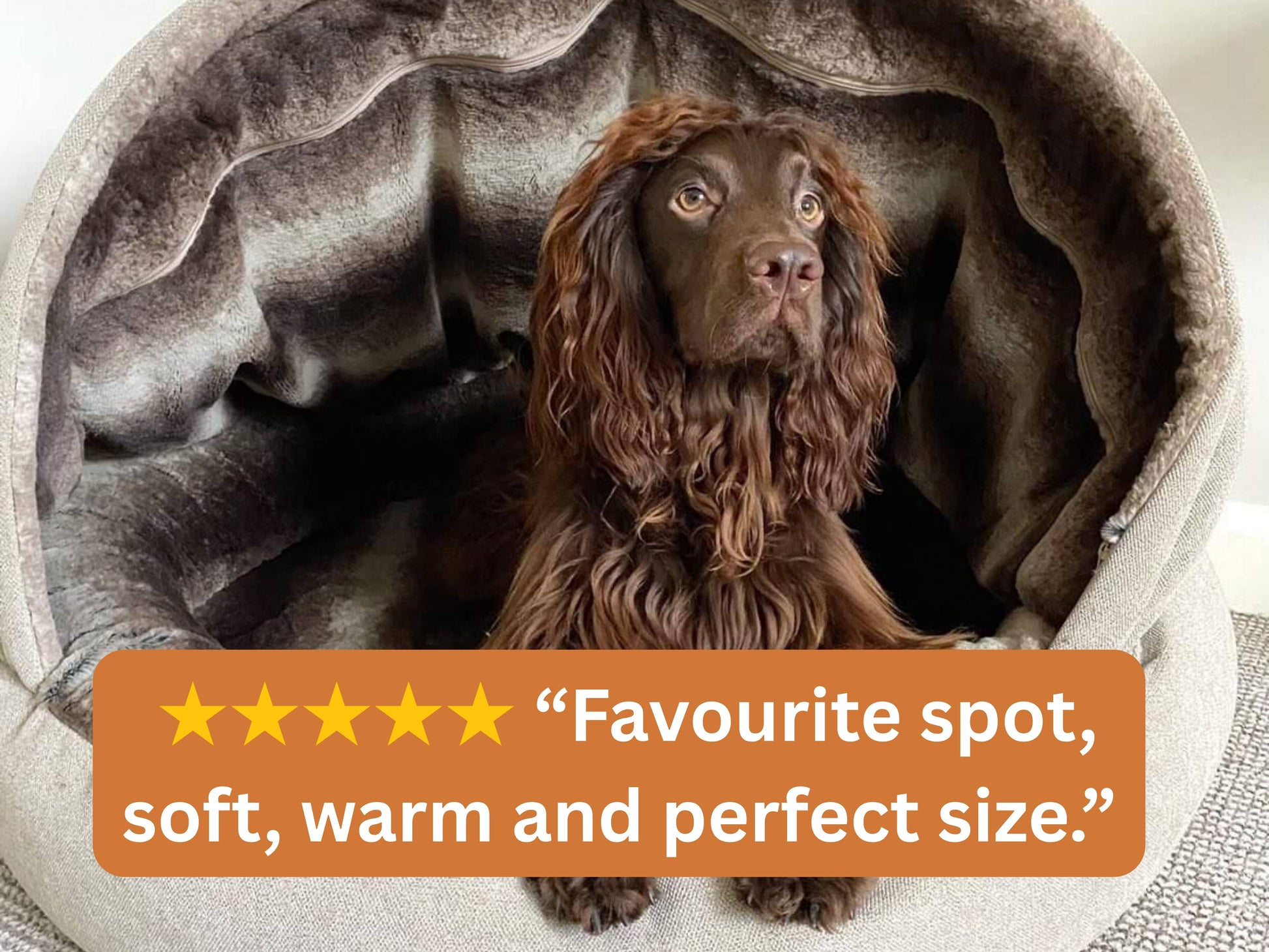 Spaniel sitting comfortably inside a beige deluxe cocoon dog bed with a five-star rating text overlay.