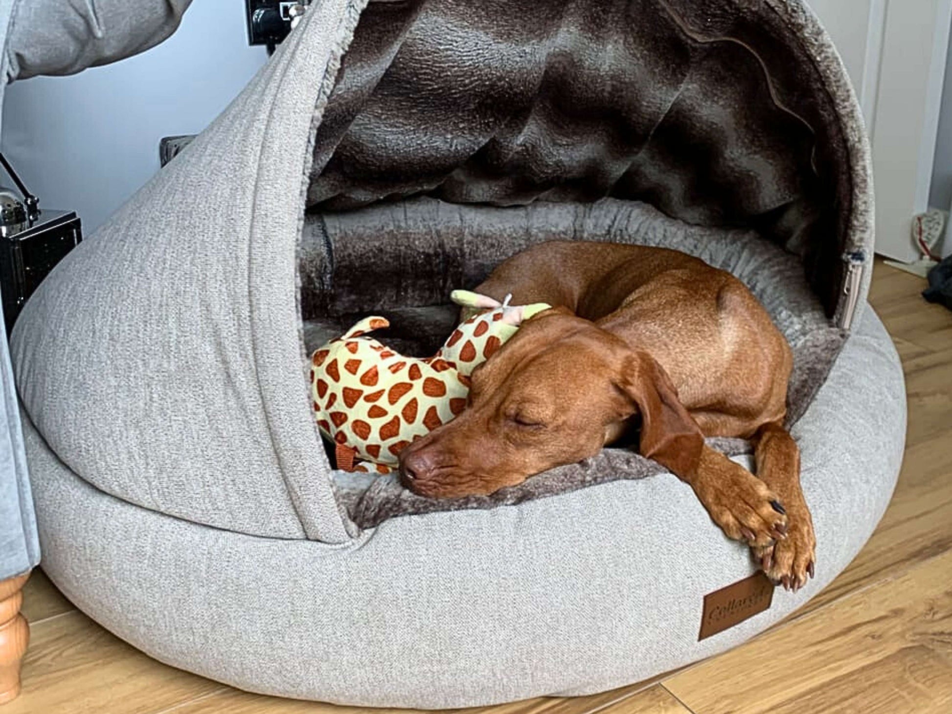 Vizsla sleeping with a toy inside a beige deluxe cocoon dog bed.