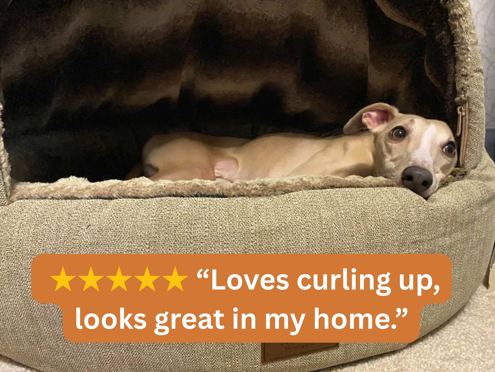 Whippet lying inside a beige deluxe cocoon dog bed with a five-star rating text overlay.
