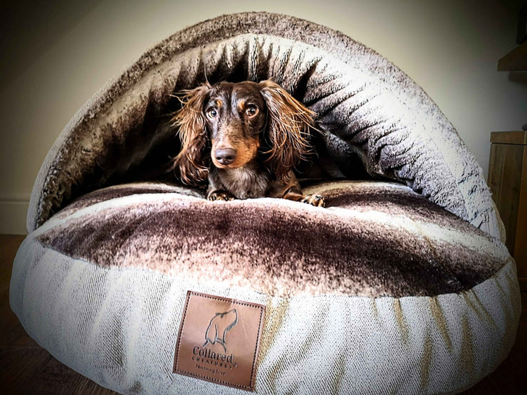 Dachshund inside beige dog cave bed with soft faux fur lining - Collared Creatures