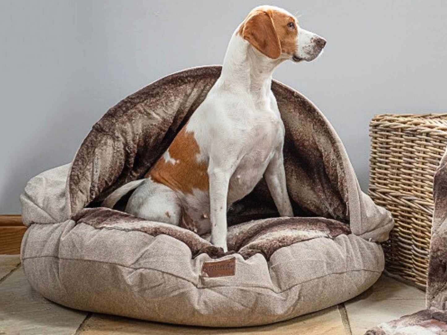 Pointer sitting alert inside beige dog cave bed - Collared Creatures