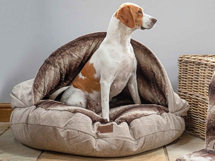 Pointer sitting alert inside beige dog cave bed - Collared Creatures