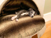Whippet puppy resting inside beige dog cave bed - Collared Creatures