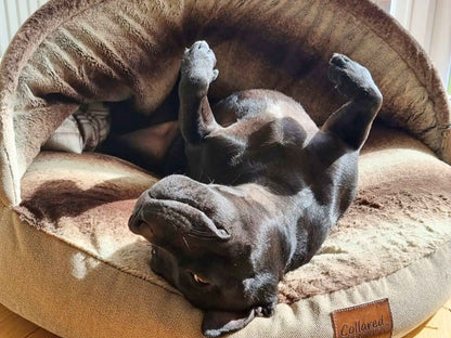 Black Staffy lying upside down in beige dog cave bed - Collared Creatures
