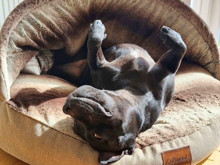 Black Staffy lying upside down in beige dog cave bed - Collared Creatures