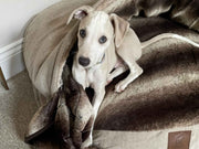 Light whippet sitting inside the beige dog cave bed
