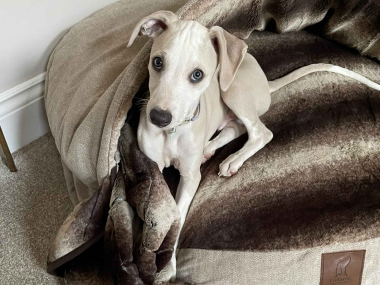 Light whippet sitting inside the beige dog cave bed