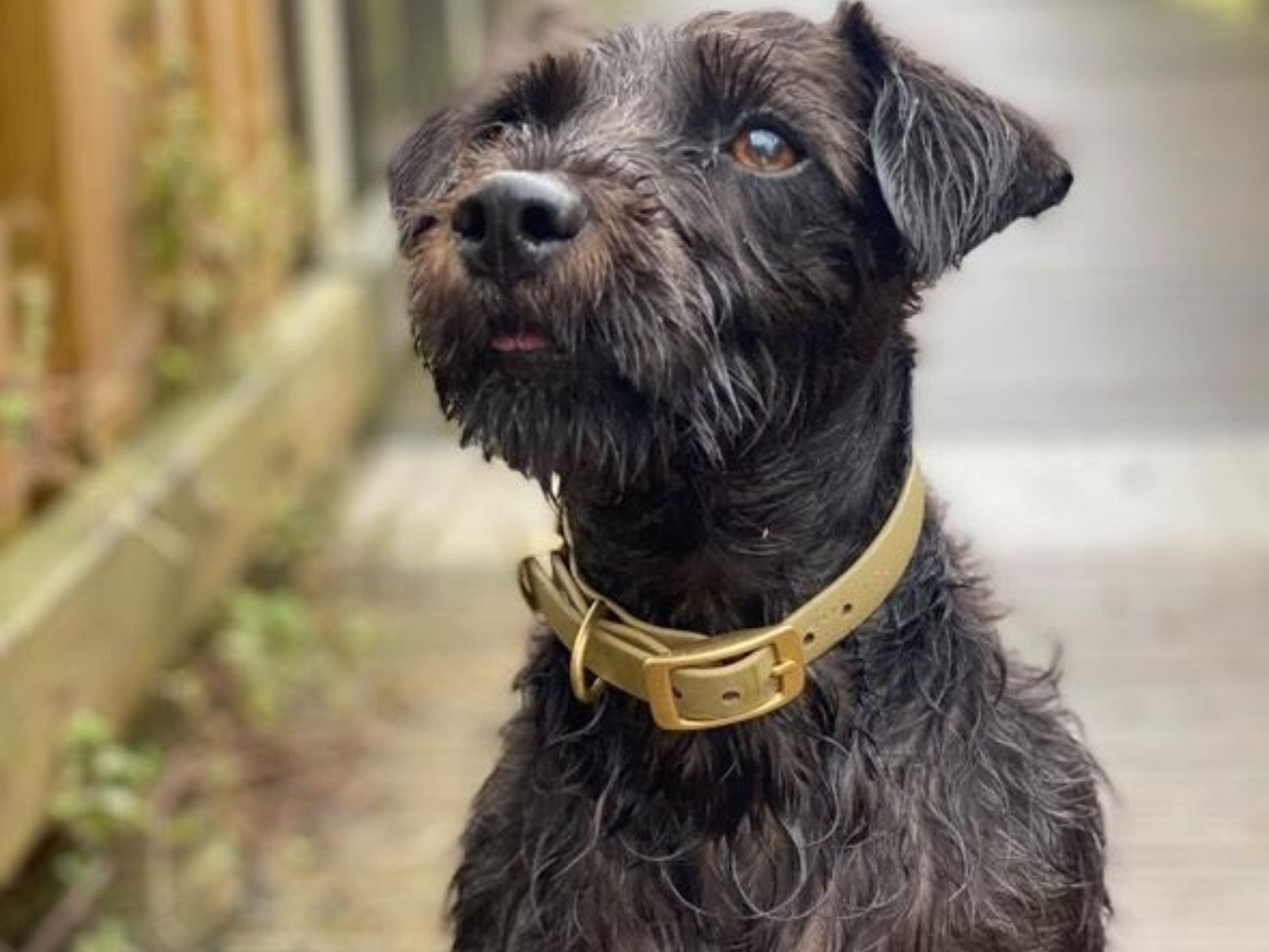Dog with a beige collar standing outdoors