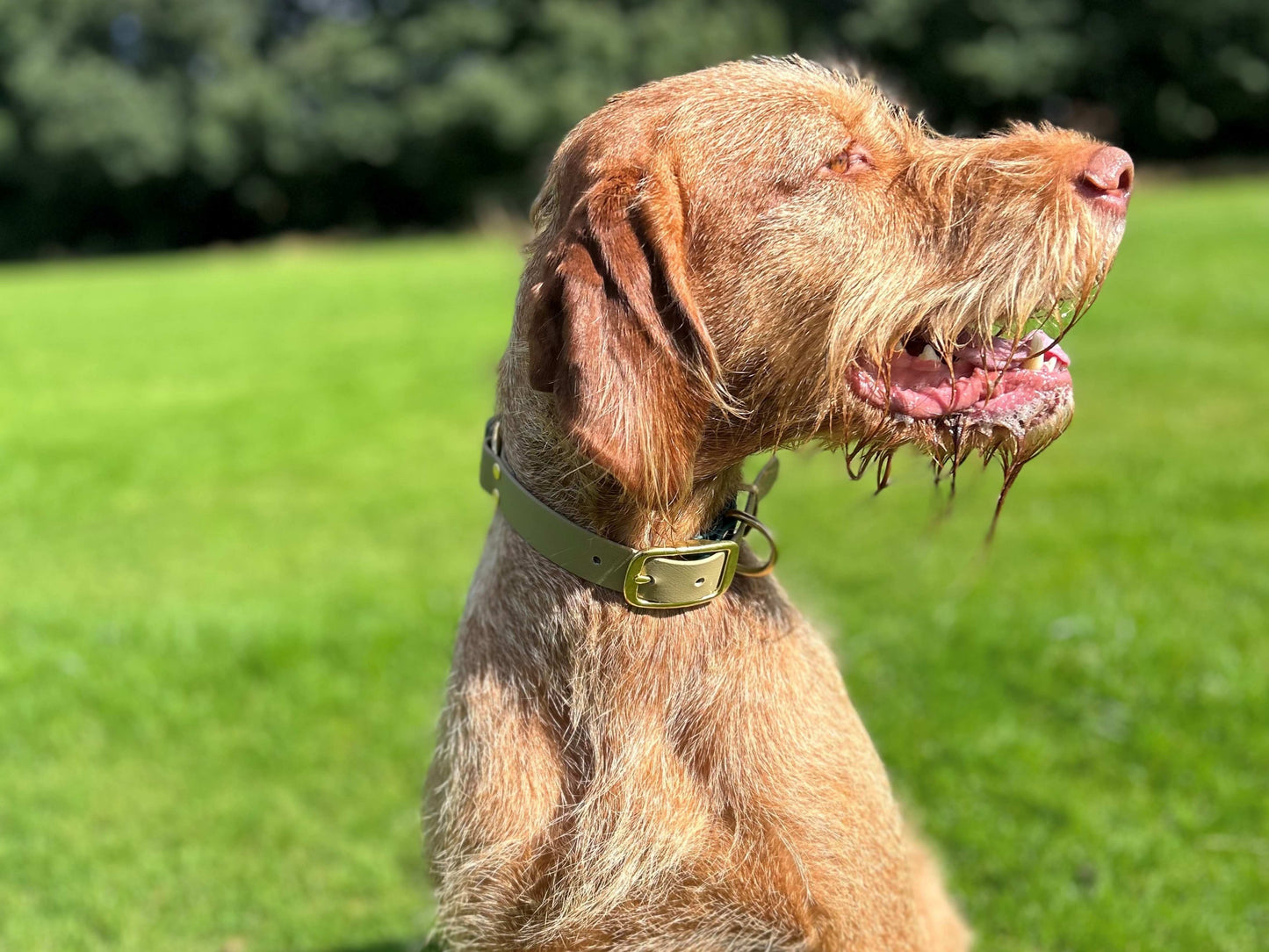 Dog with a beige collar on a grassy background