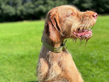 Dog with a beige collar on a grassy background