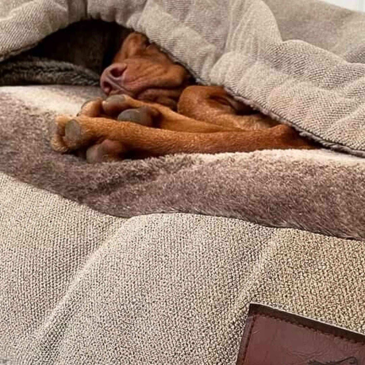 Close-up of dog sleeping inside beige faux fur snuggle bed, showing thick upholstery and cosy interior