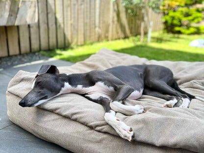 Sleek grey dog lounging on beige dog snuggle bed outdoors in sunny garden setting - Collared Creatures