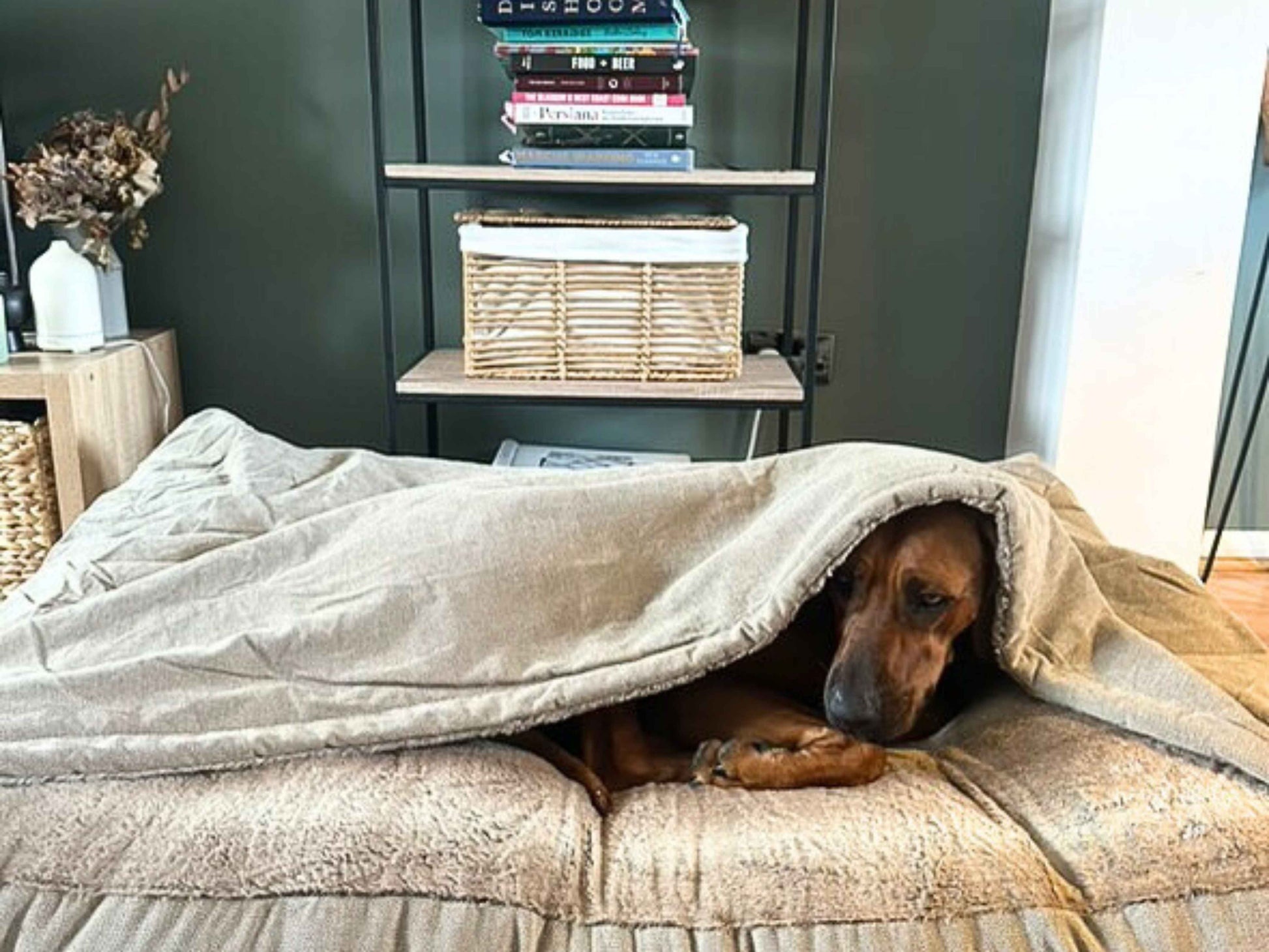 Large brown dog relaxing inside beige luxury dog snuggle bed with hood in stylish living room
