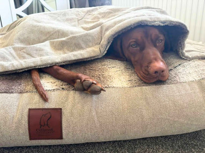 Vizsla dog snuggled deep inside Collared Creatures beige hooded dog bed with thick faux fur lining