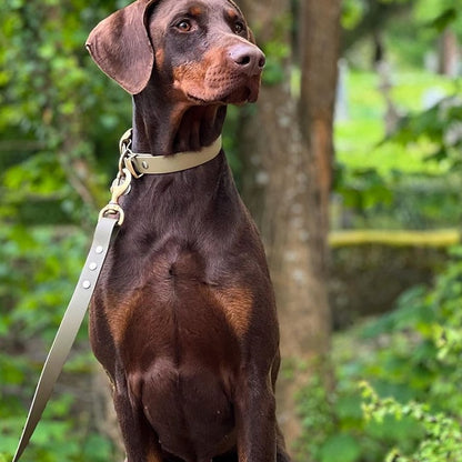 Brown dog on a leash standing outdoors with greenery in the background