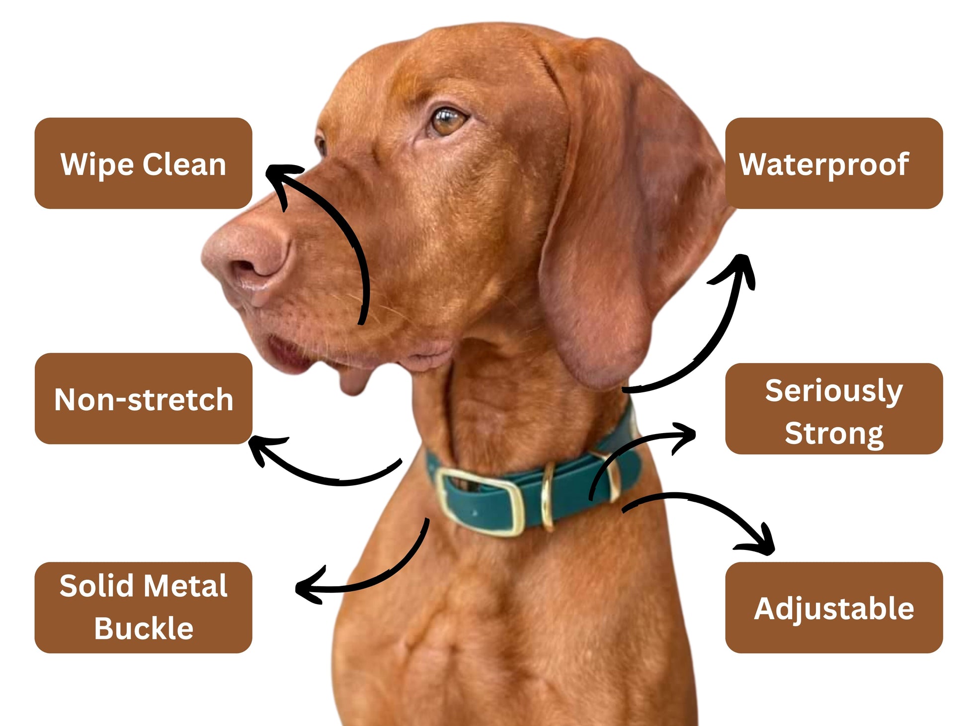 Dog wearing a collar with features labeled on a white background