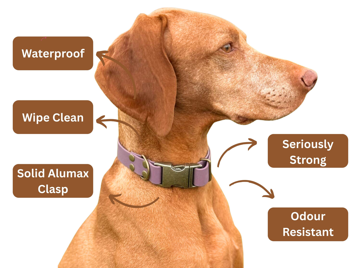 Dog wearing a biothane clasp collar with features highlighted on a white background