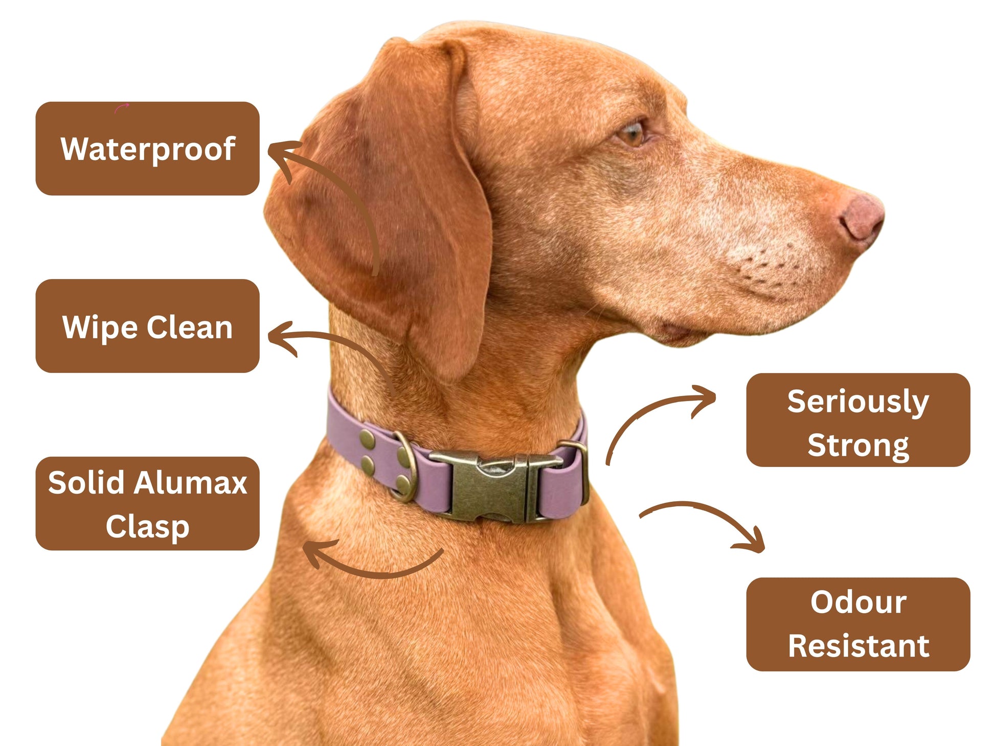 Dog wearing a biothane clasp collar with features highlighted on a white background