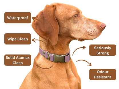 Dog wearing a biothane clasp collar with features highlighted on a white background