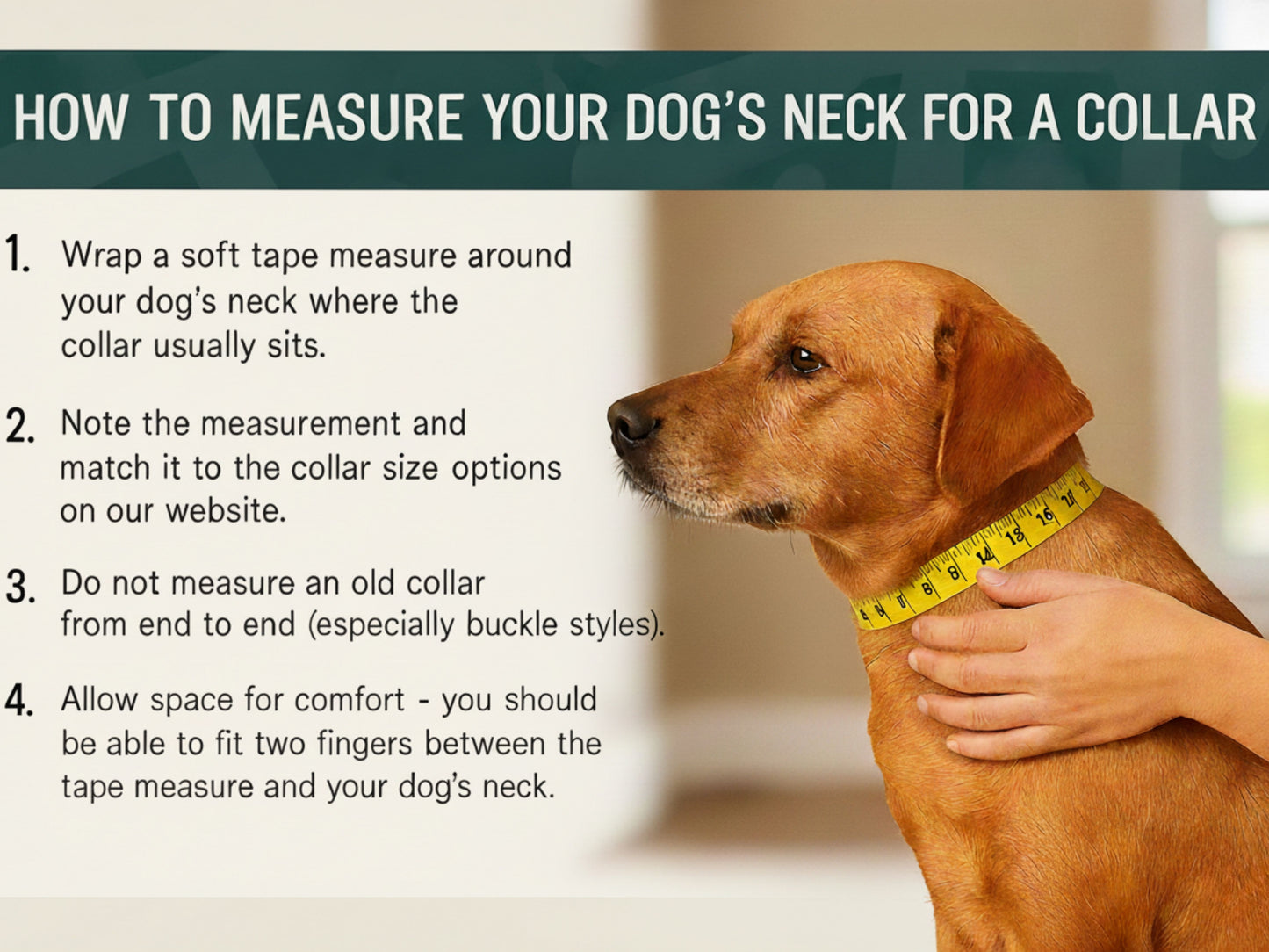 Red Waterproof Biothane Metal Clasp Dog Collar