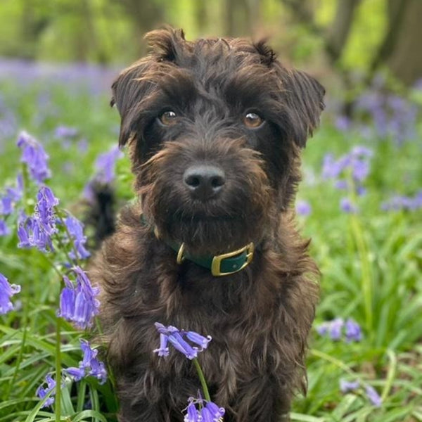 Biothane Small Breed Collars