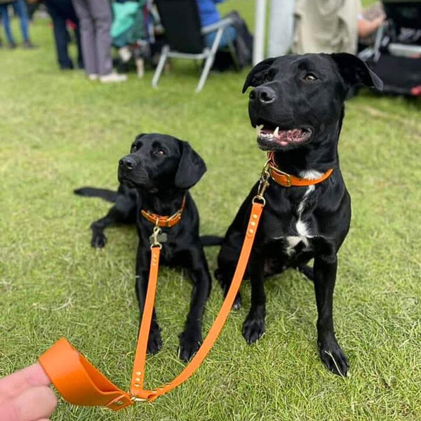 Biothane Split Leads | Walk two dogs, tangle-free