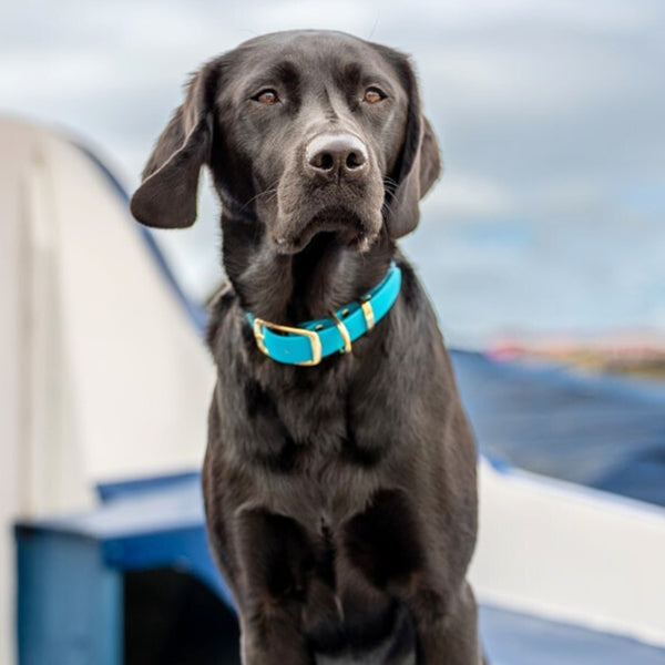 Waterproof Biothane Dog Collars