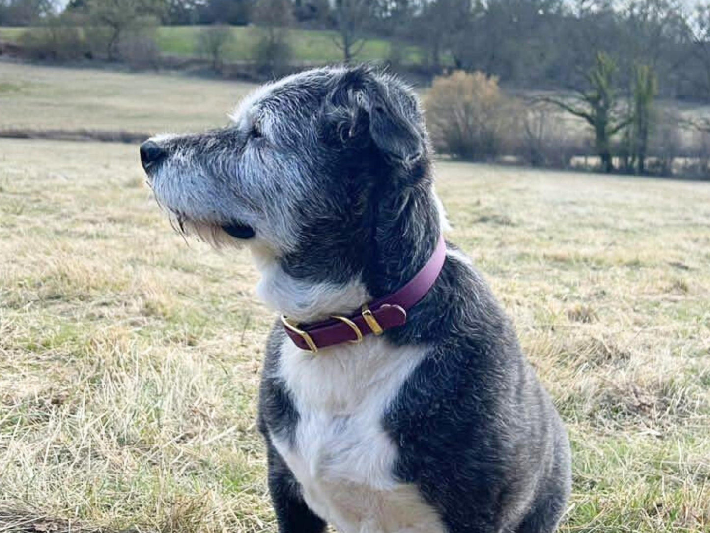 Dog with a wine red collar standing in a field