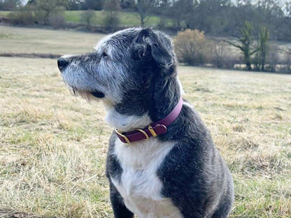 Dog with a wine red collar standing in a field