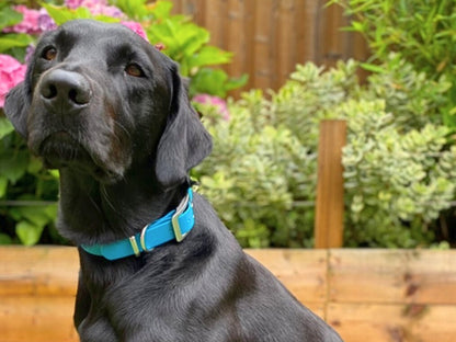 Black dog with a blue collar sitting outdoors with greenery in the background