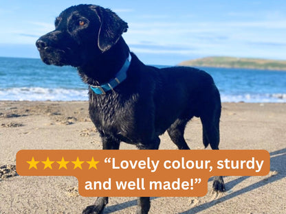 Black dog on a beach with a blue collar, text overlay 'Lovely colour, sturdy and well made!'