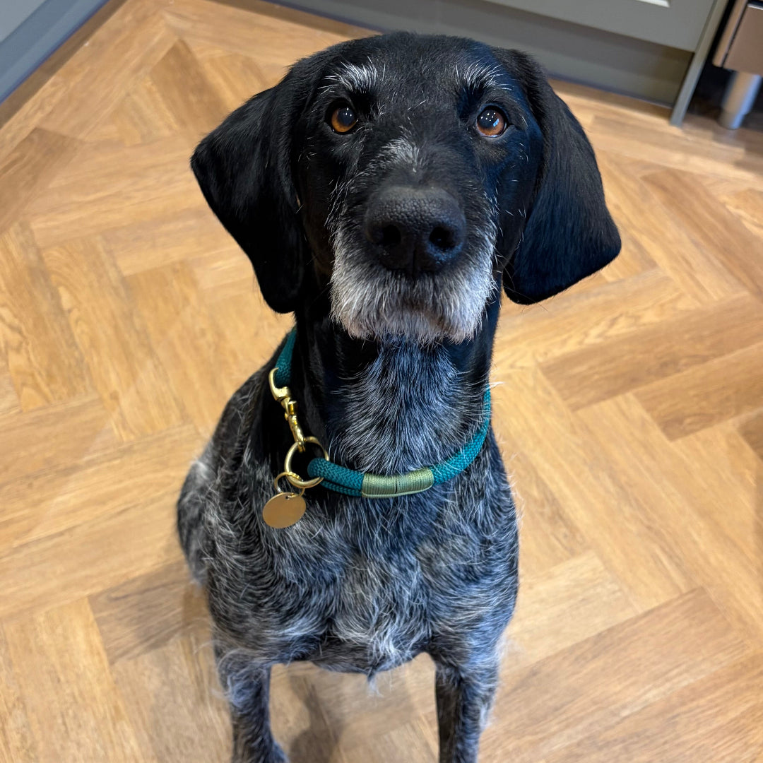 Dog sitting on a wooden floor wearing green rope collar with gray cabinets in the background