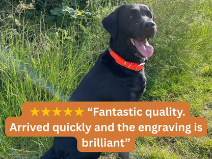 Black dog with a neon orange collar sitting in grass, with a five-star rating text overlay