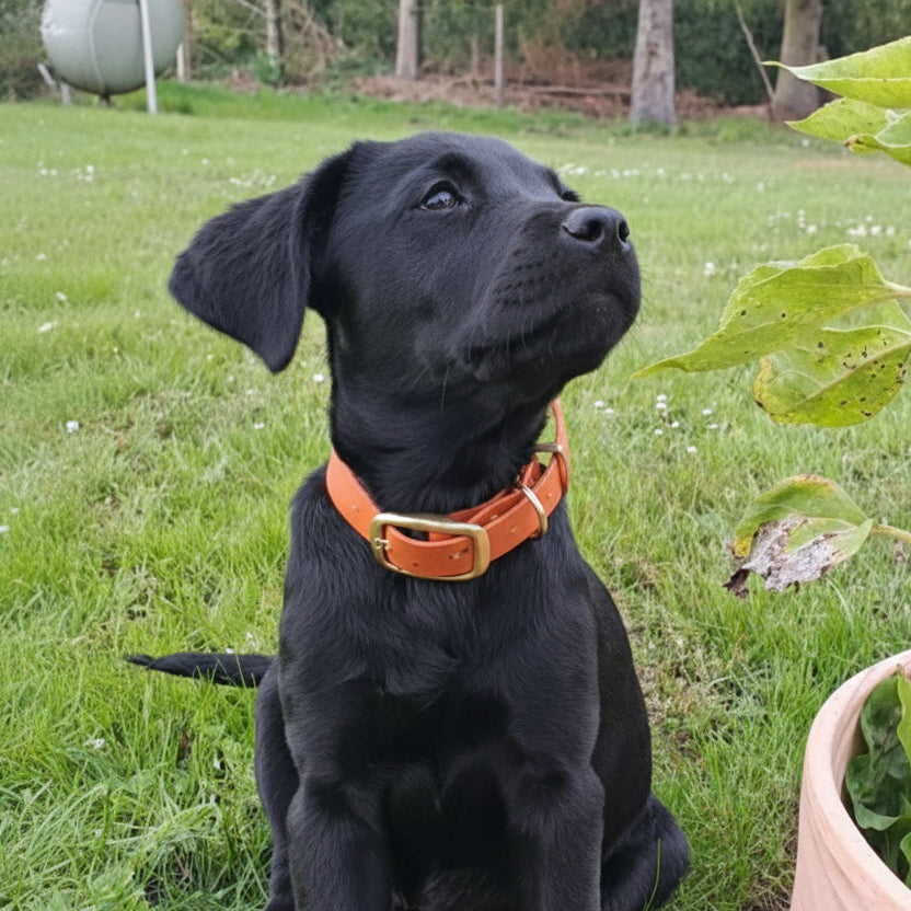 Black dog with an orange  biothane collar sitting on grass next to a plant