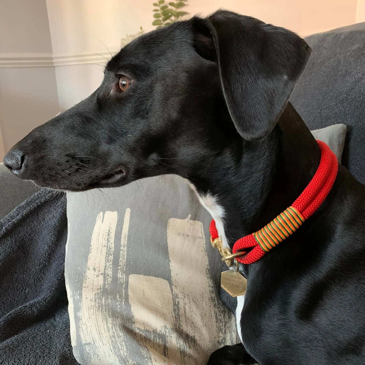 Vibrant Red Handmade Rope Dog Collar with whipping