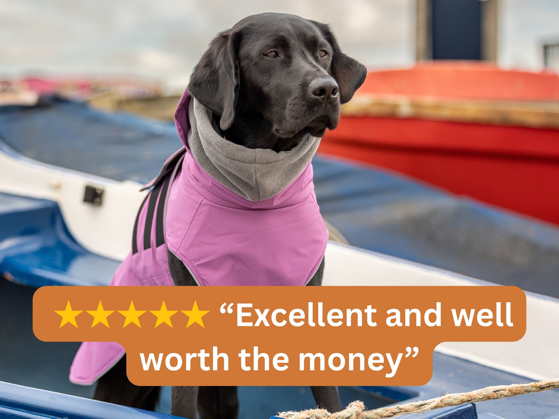Dog wearing a pink waterproof coat on a boat with a five-star rating text overlay.