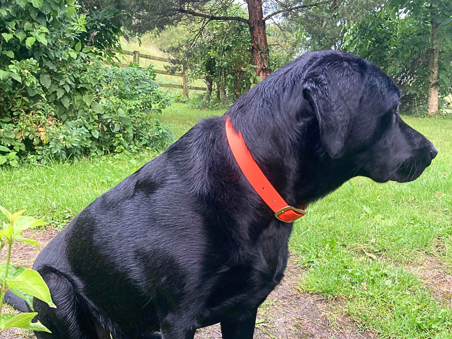 Black dog with a orange biothane collar standing in a grassy area with trees in the background