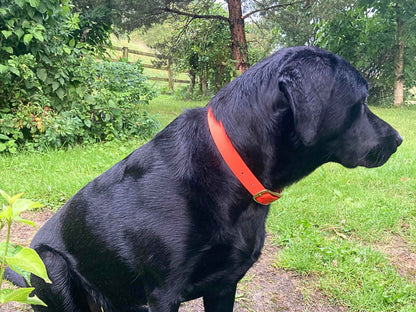 Black dog with a orange biothane collar standing in a grassy area with trees in the background