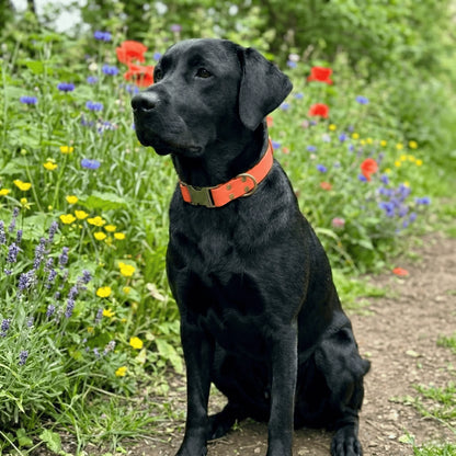Coral Waterproof Biothane Metal Clasp Dog Collar