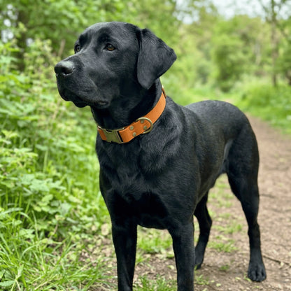 Burnt Orange Waterproof Biothane Metal Clasp Dog Collar