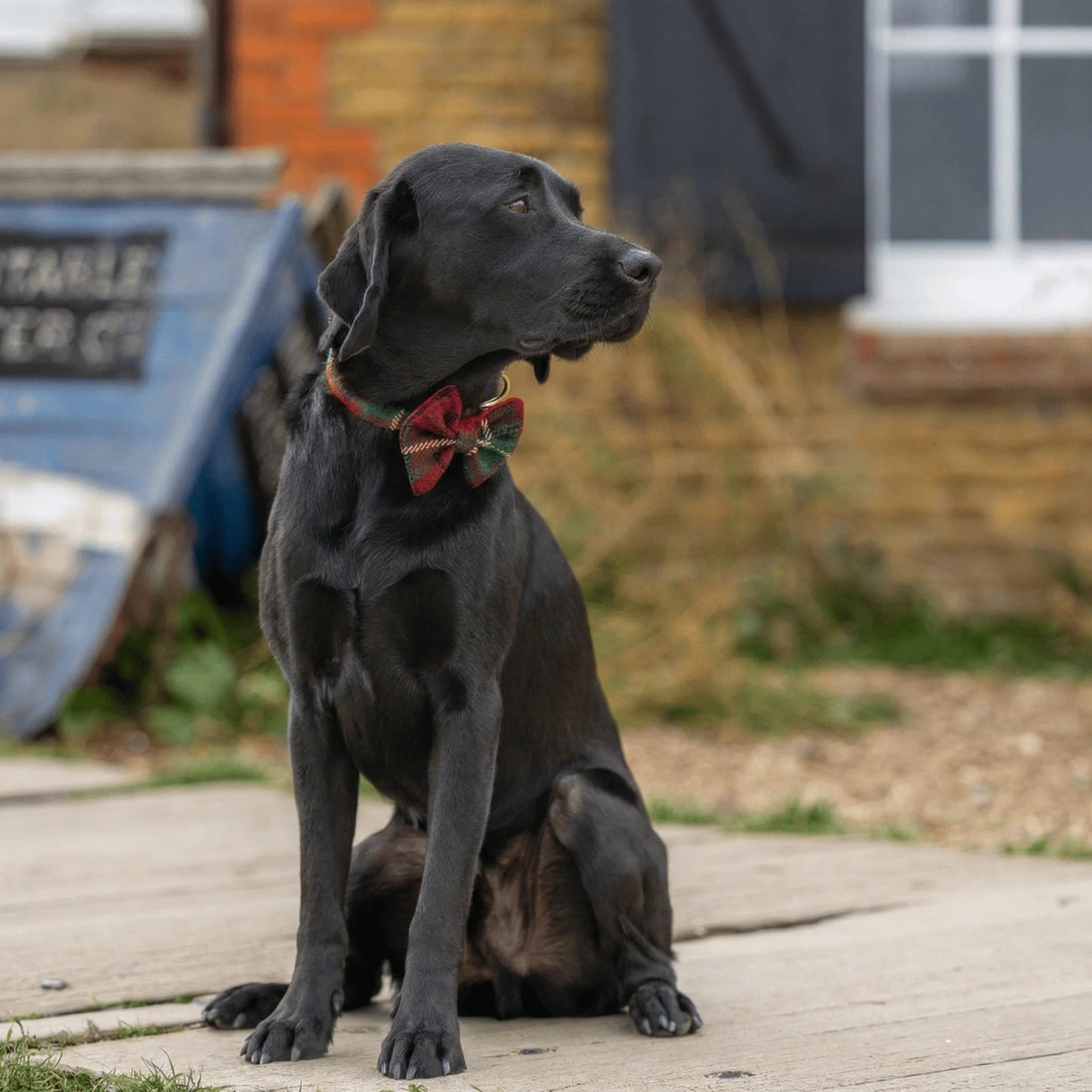 Christmas Check Harris Tweed Dog Collar