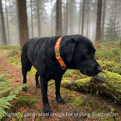 Tangerine Waterproof Biothane Metal Clasp Dog Collar