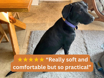 Black dog sitting on a rug with a five-star rating text overlay in a home setting.